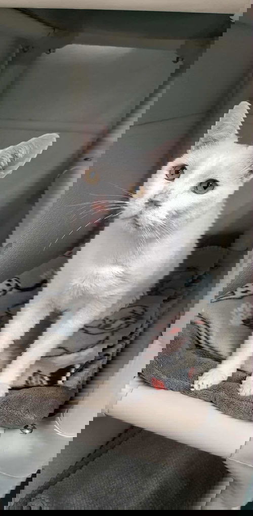 picture of the cat needing adoption