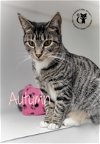 adoptable Cat in , NH named Autumn AND Abby