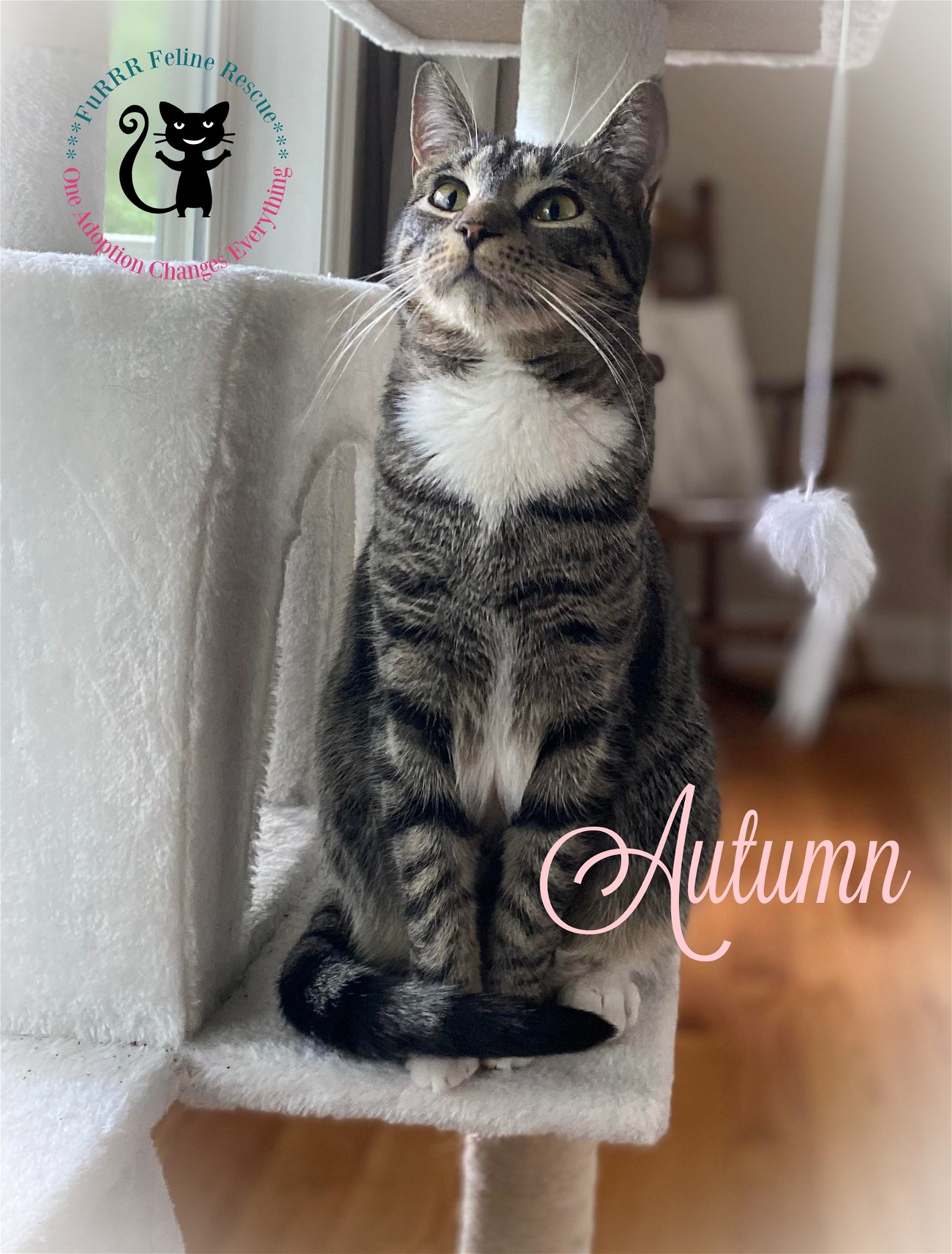 adoptable Cat in Rochester, NH named Autumn