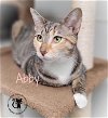 adoptable Cat in , NH named Abby AND Autumn