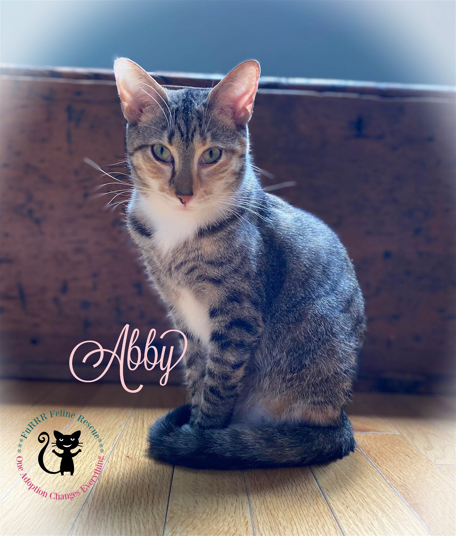 adoptable Cat in Rochester, NH named Abby