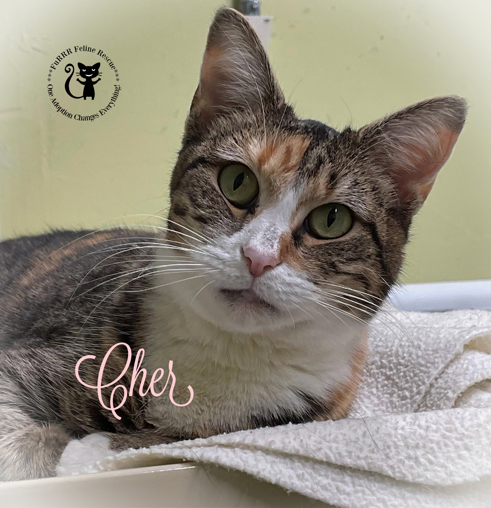 Cats for Adoption in Rochester, New Hampshire Alpha Paw