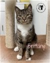 adoptable Cat in , NH named Brittany AND Thelma