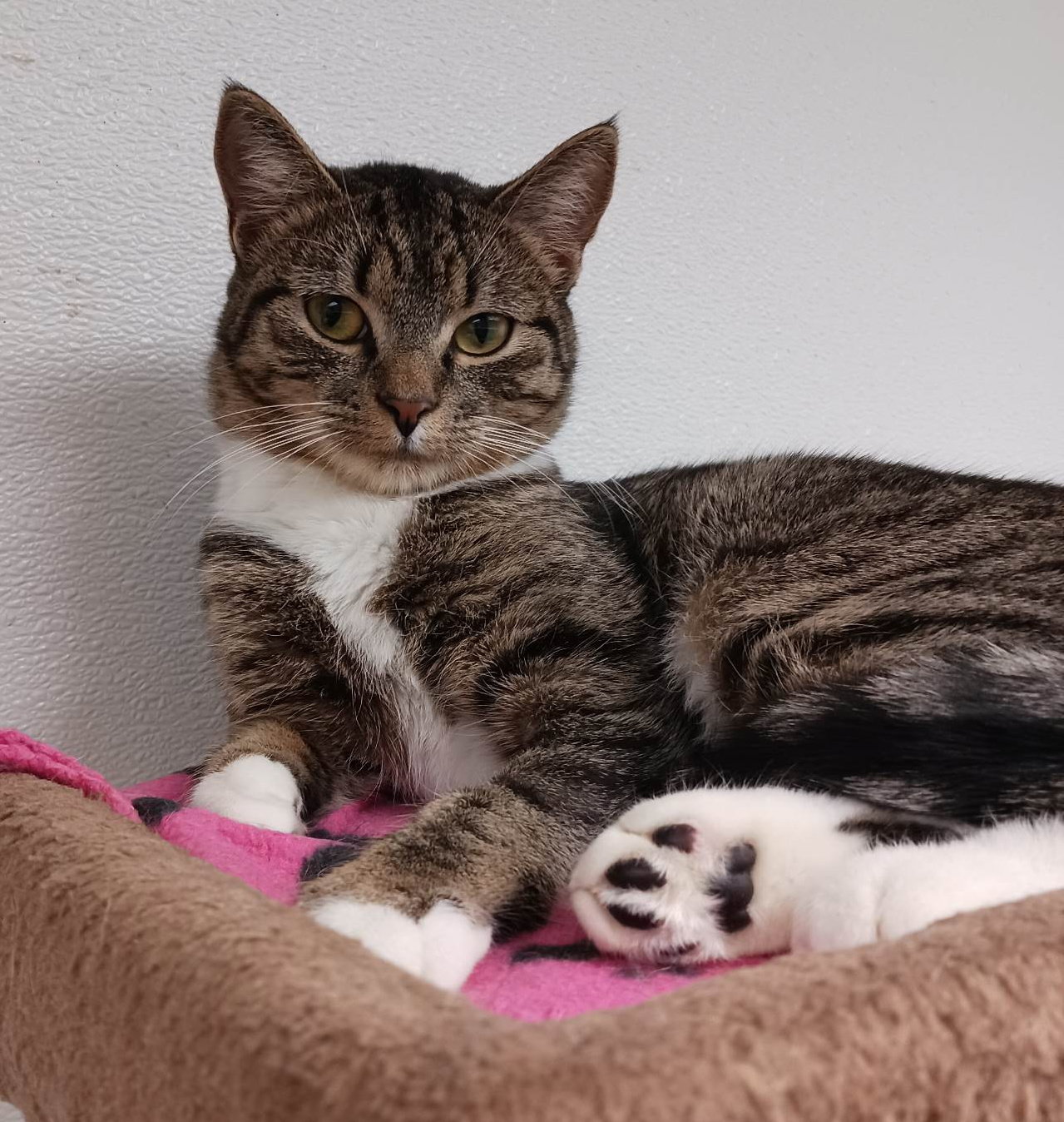 Cats for Adoption in Laconia, New Hampshire Alpha Paw