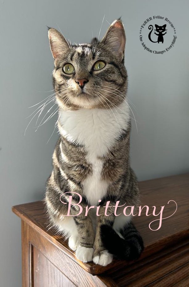 adoptable Cat in Rochester, NH named Brittany