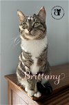 adoptable Cat in chester, NH named Brittany