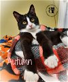 adoptable Cat in , NH named Autumn