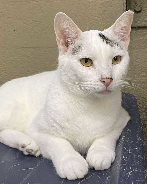 picture of the cat needing adoption