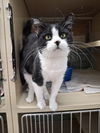 adoptable Cat in , NH named Rosita
