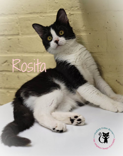 Photo 6 of Rosita