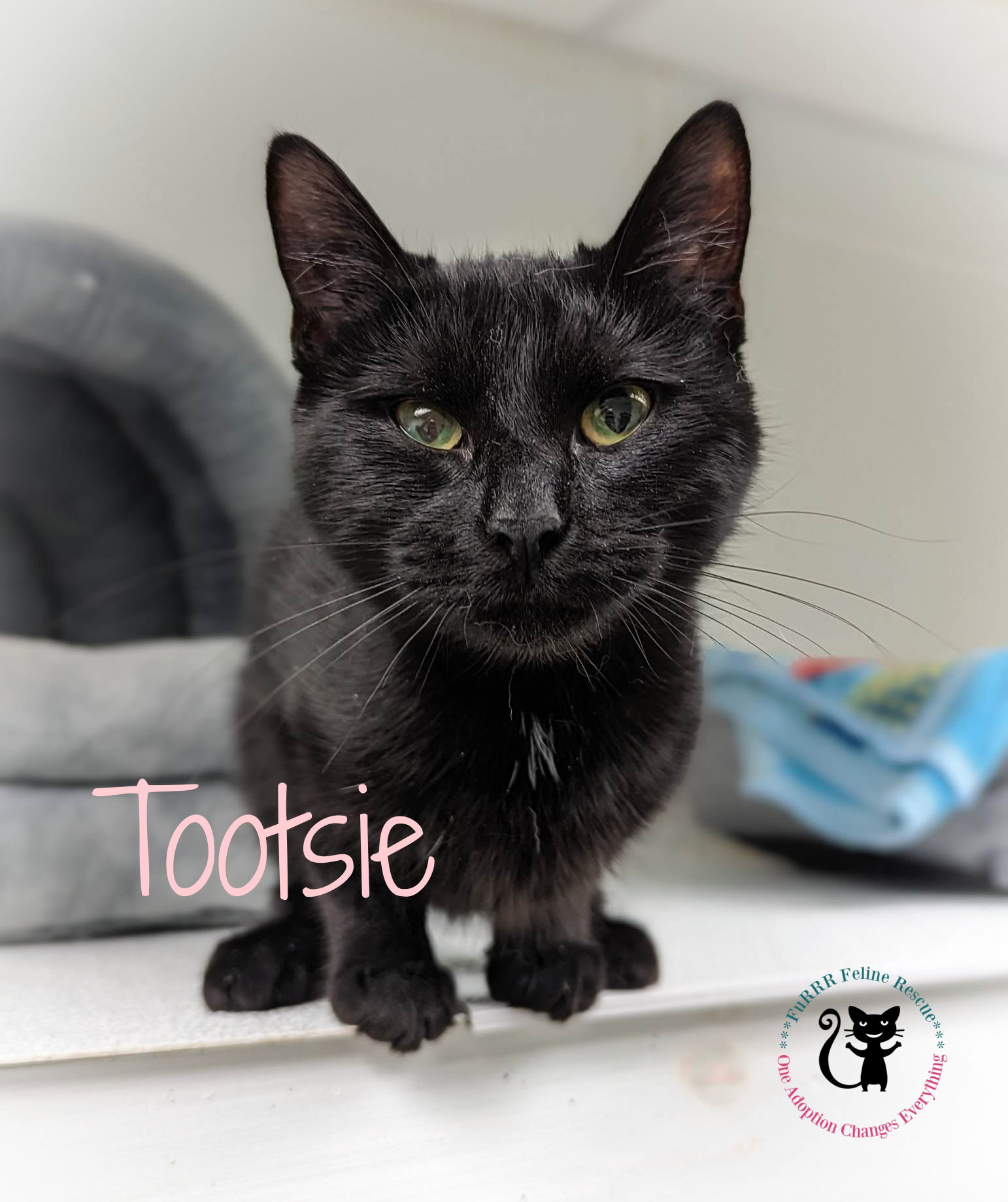 Cats for Adoption in Portsmouth, New Hampshire Alpha Paw