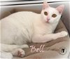 adoptable Cat in , NH named Bell AND Jalapeno