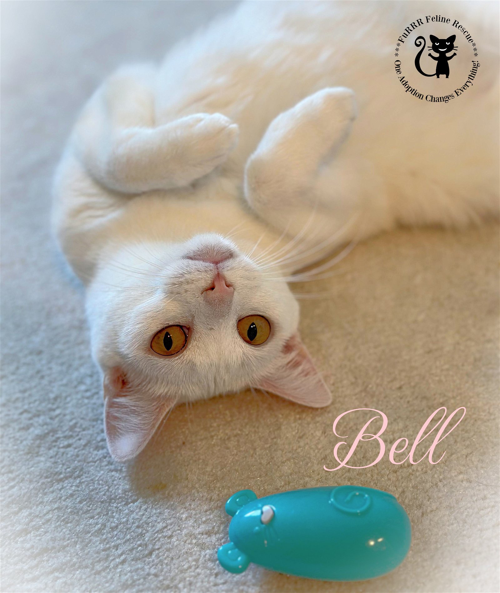 adoptable Cat in Rochester, NH named Bell AND Jalapeno