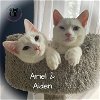 adoptable Cat in , NH named Ariel AND Aiden