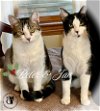 adoptable Cat in , NH named Peter AND Jan
