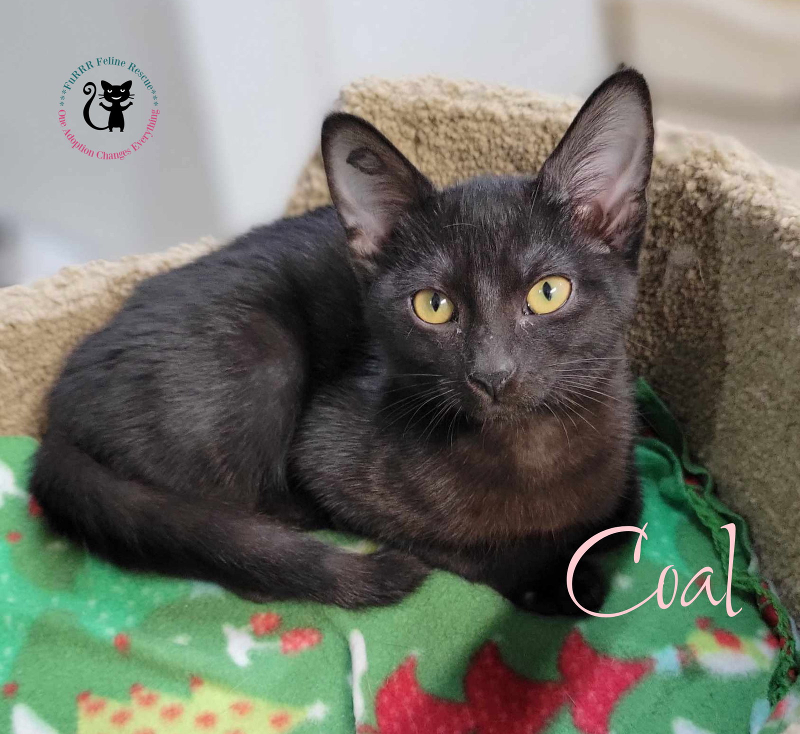 Cats for Adoption in Rochester, New Hampshire Alpha Paw