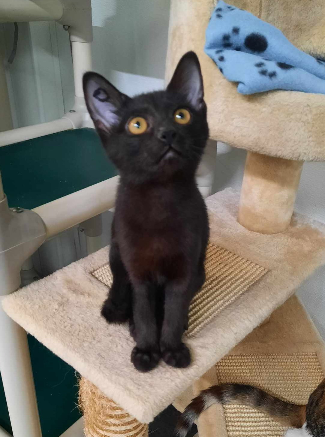Cats for Adoption in Rochester, New Hampshire Alpha Paw