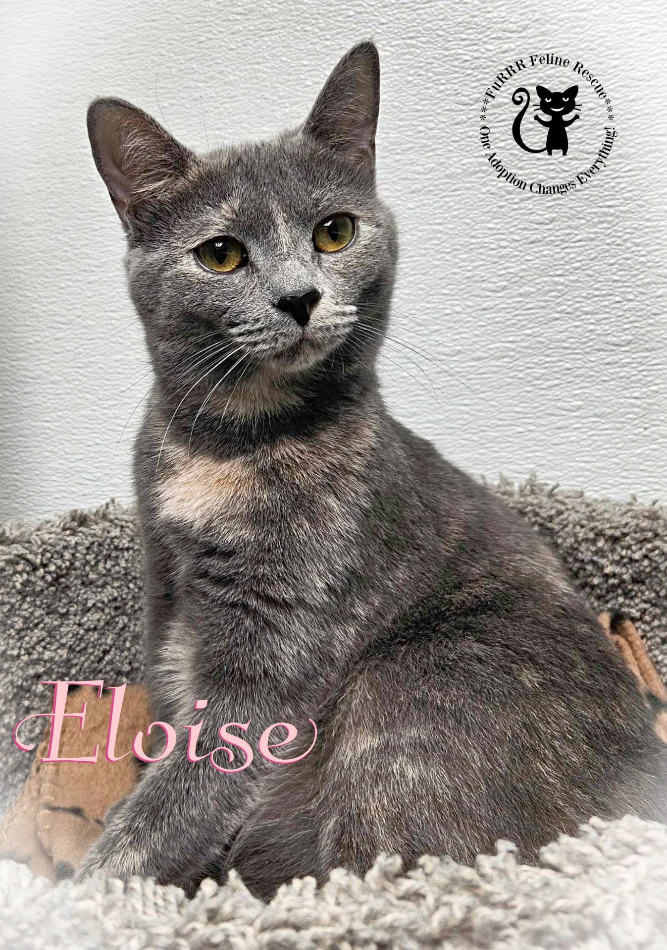 adoptable Cat in Rochester, NH named Eloise