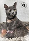 adoptable Cat in , NH named Eloise