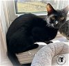 adoptable Cat in chester, NH named Sammy AND Roxie