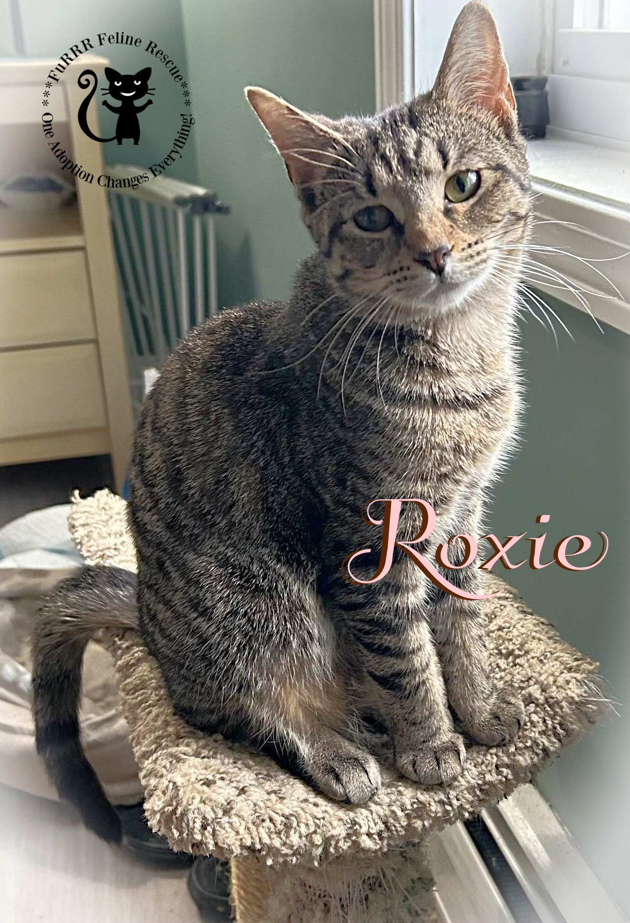 adoptable Cat in Rochester, NH named Roxie AND Sammy