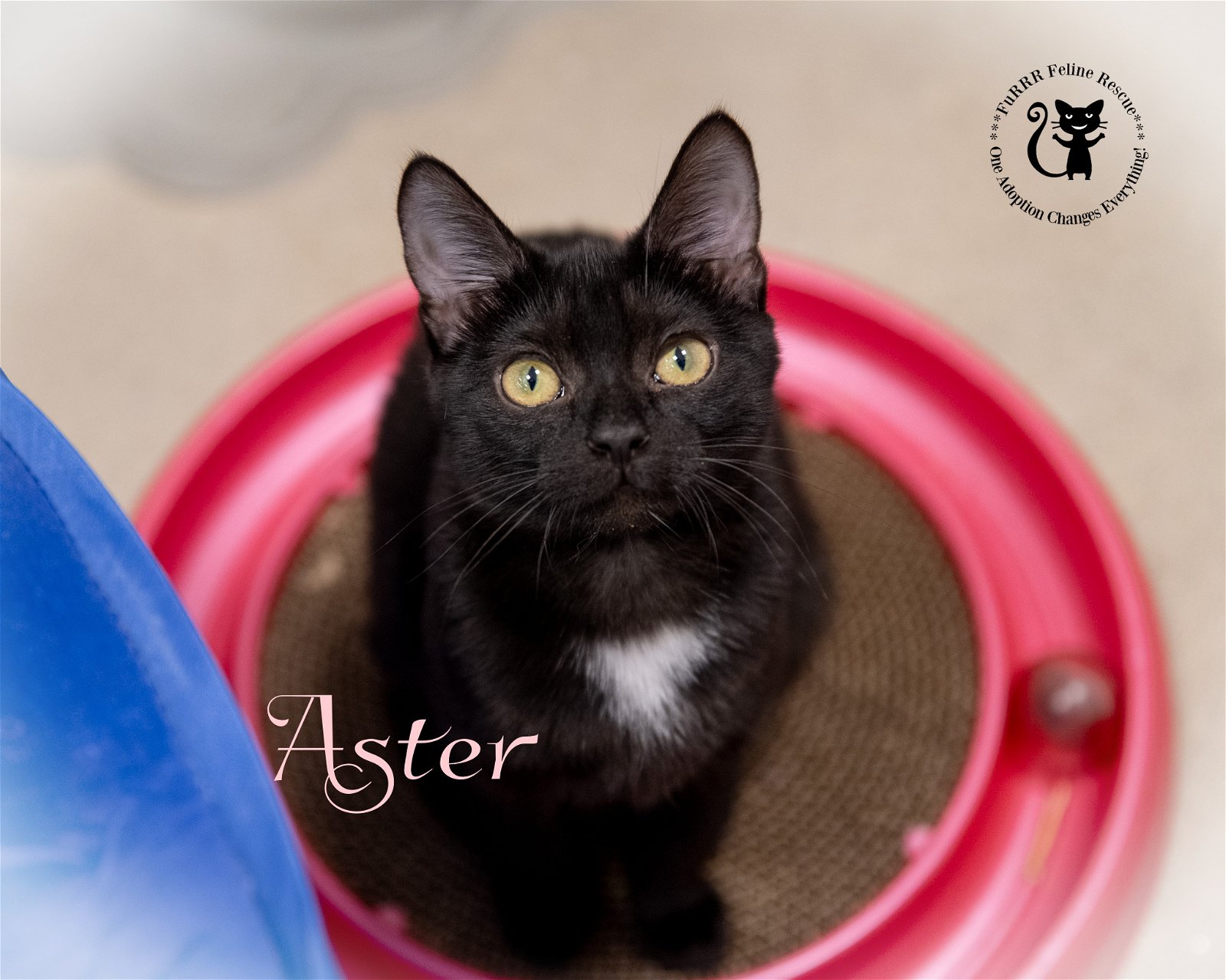 adoptable Cat in Rochester, NH named Aster