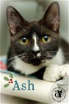 adoptable Cat in , NH named Ash