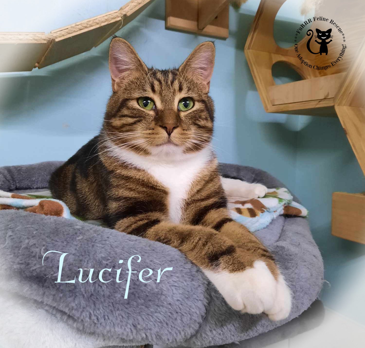 adoptable Cat in Rochester, NH named Lucifer