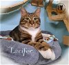 adoptable Cat in , NH named Lucifer