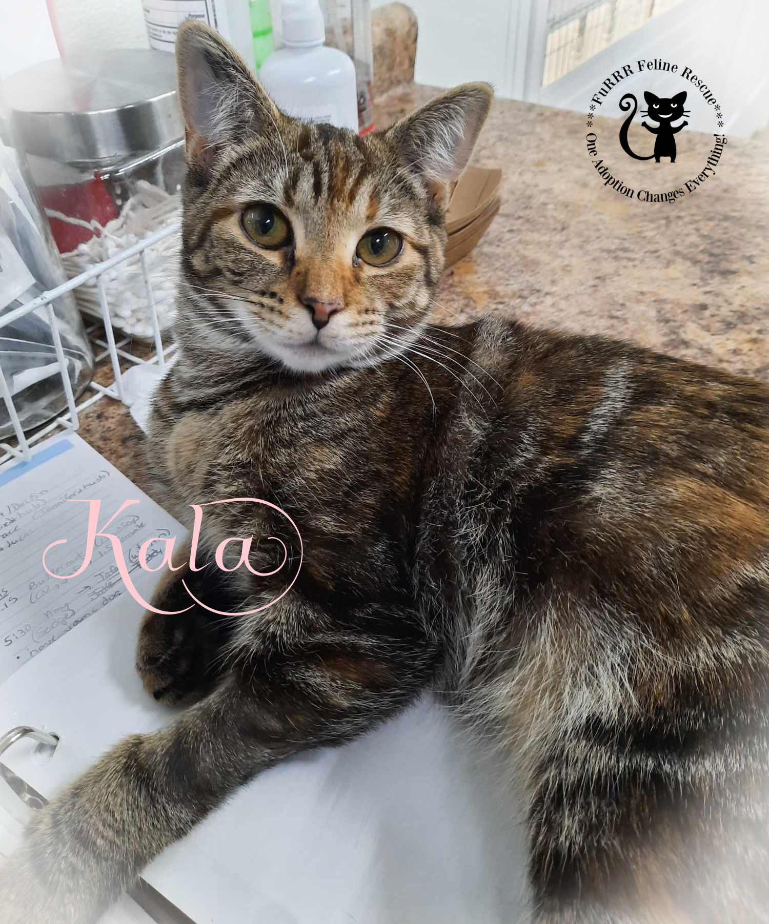 adoptable Cat in Rochester, NH named Kala