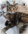 adoptable Cat in , NH named Kala