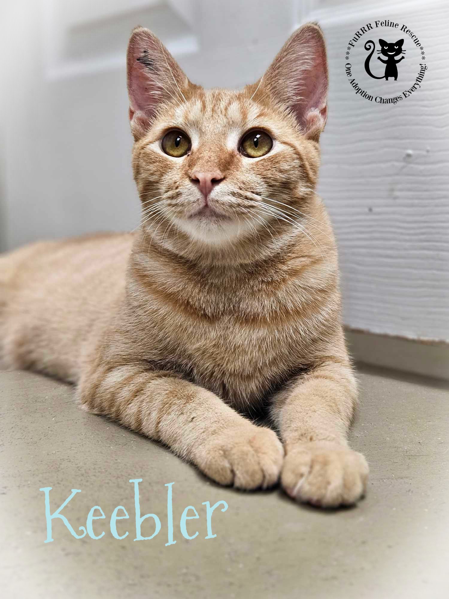adoptable Cat in Rochester, NH named Keebler