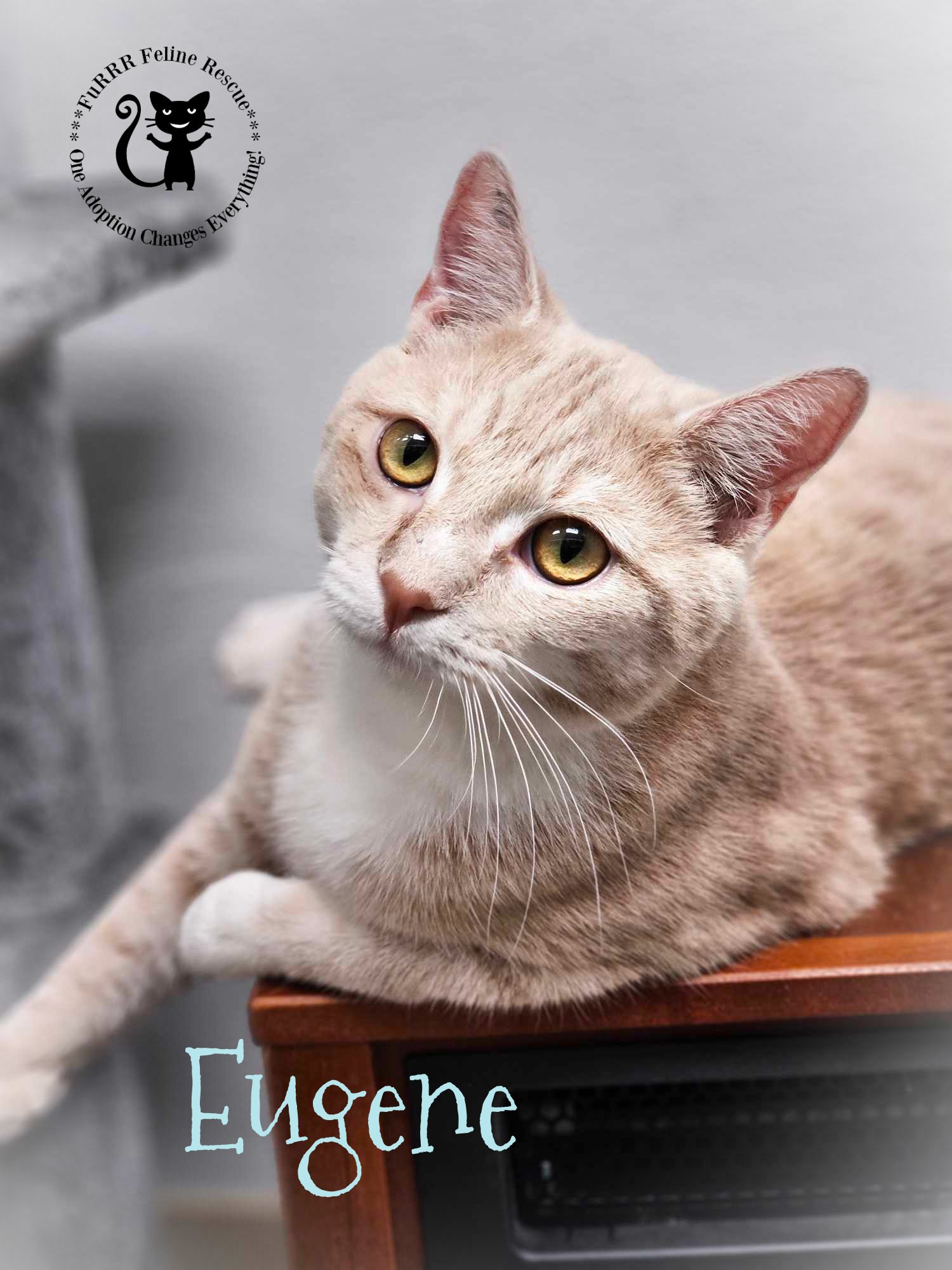 adoptable Cat in Rochester, NH named Eugene AND Keebler