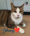 adoptable Cat in , NH named Johnny