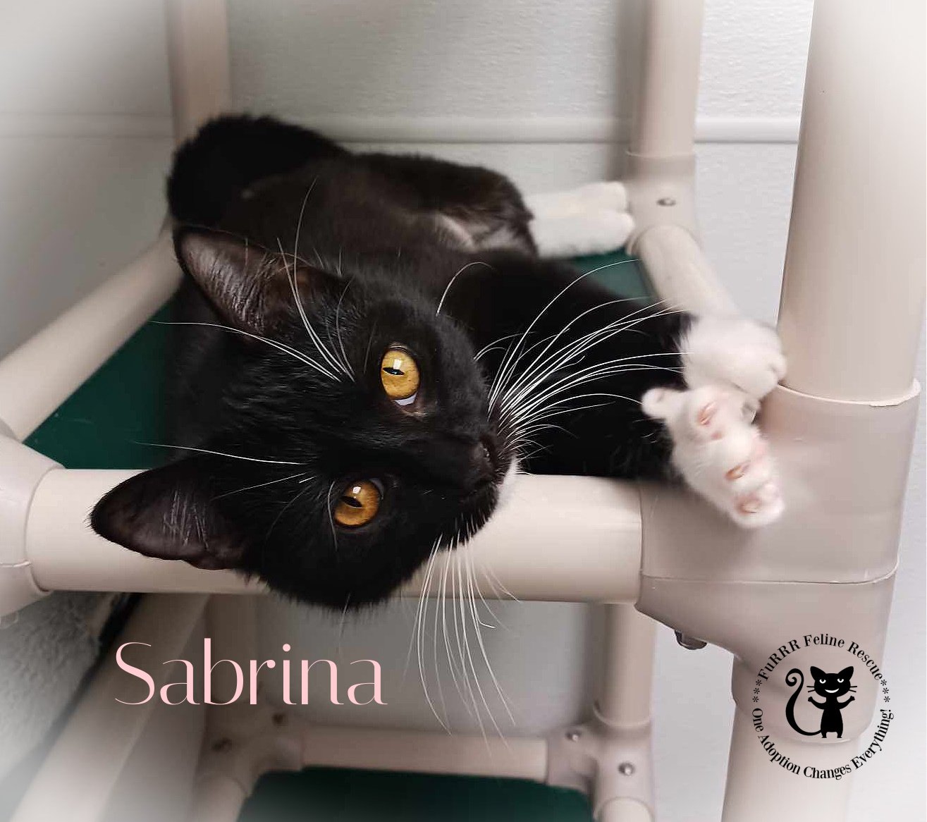 adoptable Cat in Rochester, NH named Sabrina