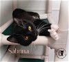 adoptable Cat in , NH named Sabrina AND Sammy