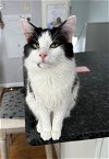 adoptable Cat in , NH named Hoshi