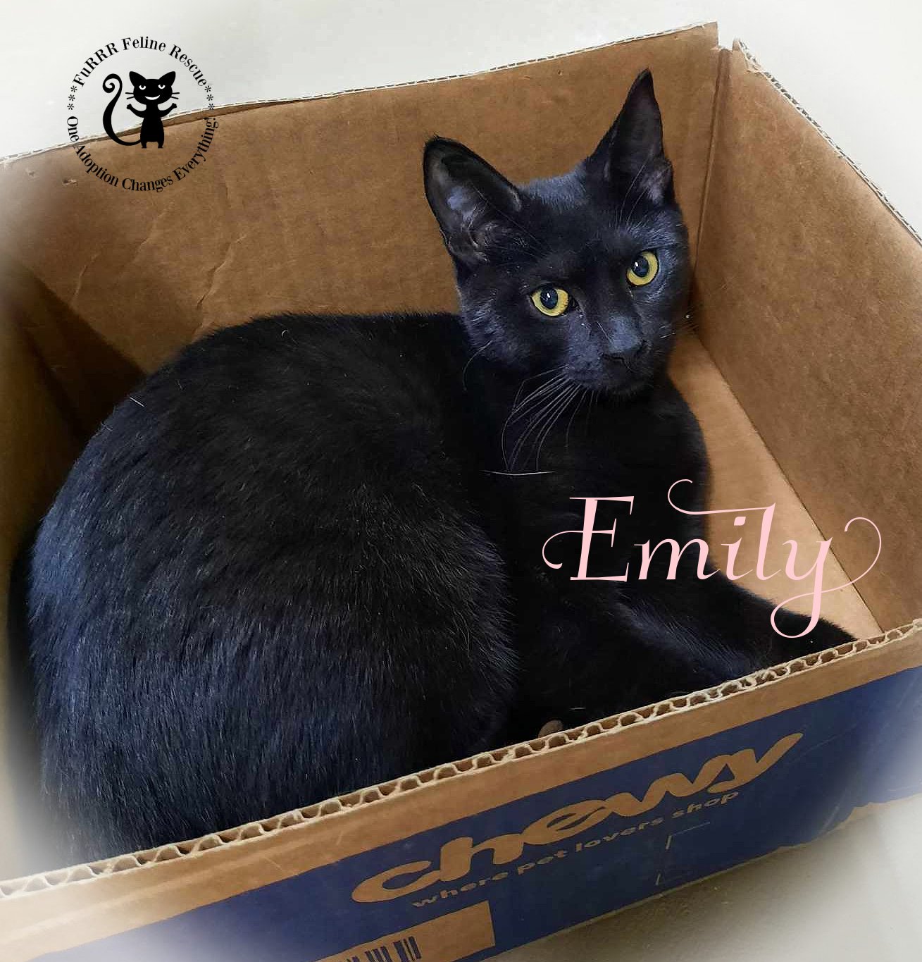 adoptable Cat in Rochester, NH named Emily AND Sally