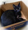 adoptable Cat in , NH named Emily AND Sally