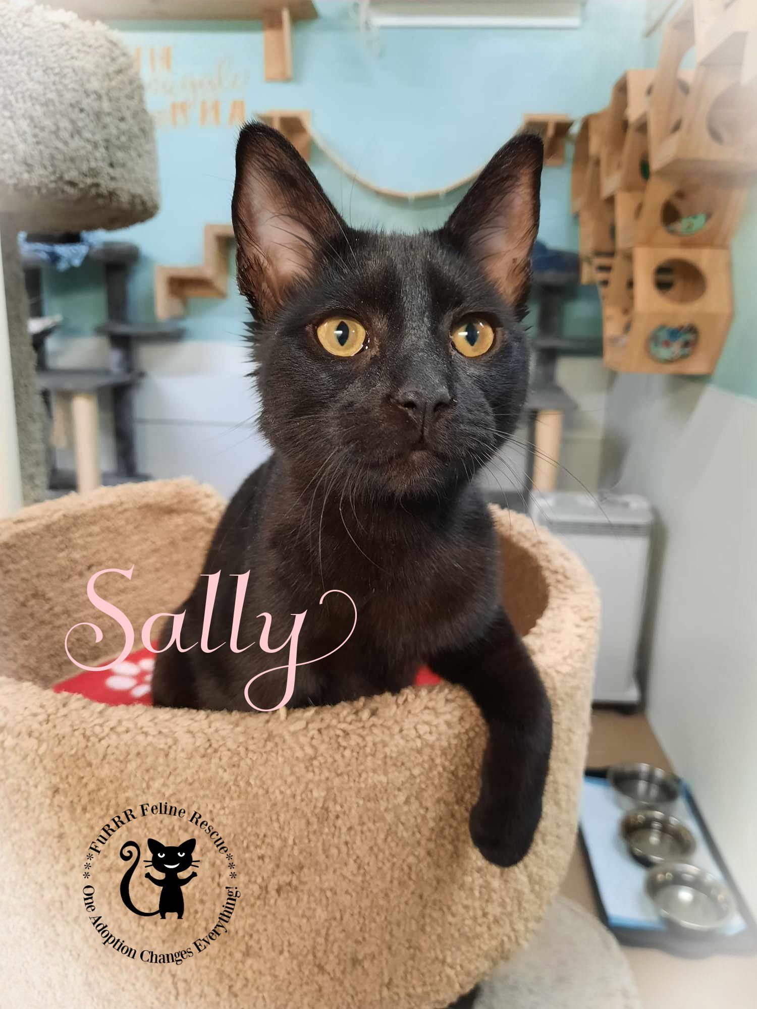 adoptable Cat in Rochester, NH named Sally AND Emily