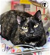 adoptable Cat in , NH named Juni