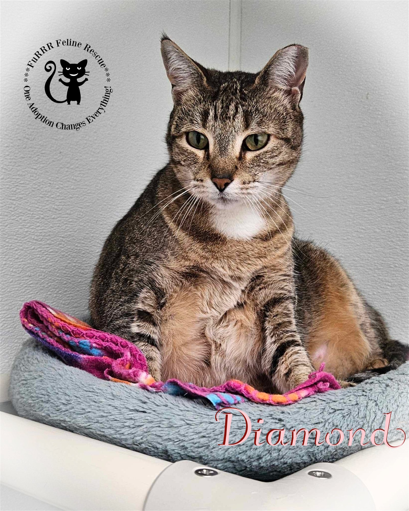 adoptable Cat in Rochester, NH named Diamond AT Petsmart Newington