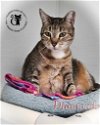 adoptable Cat in chester, NH named Diamond AT Petsmart Newington