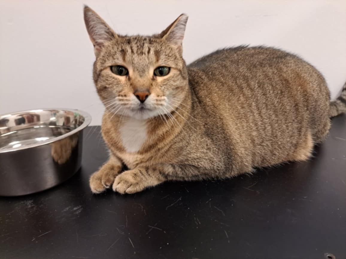 adoptable Cat in Rochester, NH named Diamond AT Petsmart Newington