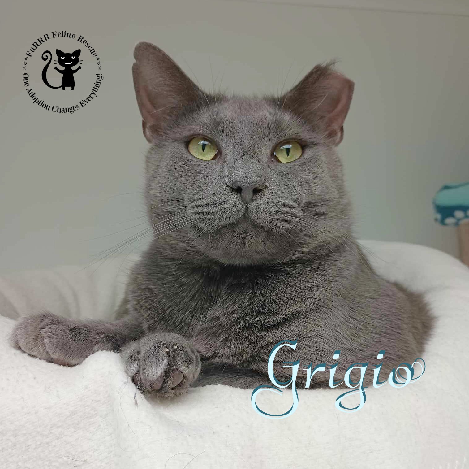 adoptable Cat in Rochester, NH named Grigio