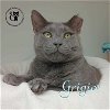 adoptable Cat in , NH named Grigio