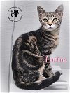 adoptable Cat in , NH named Lottie