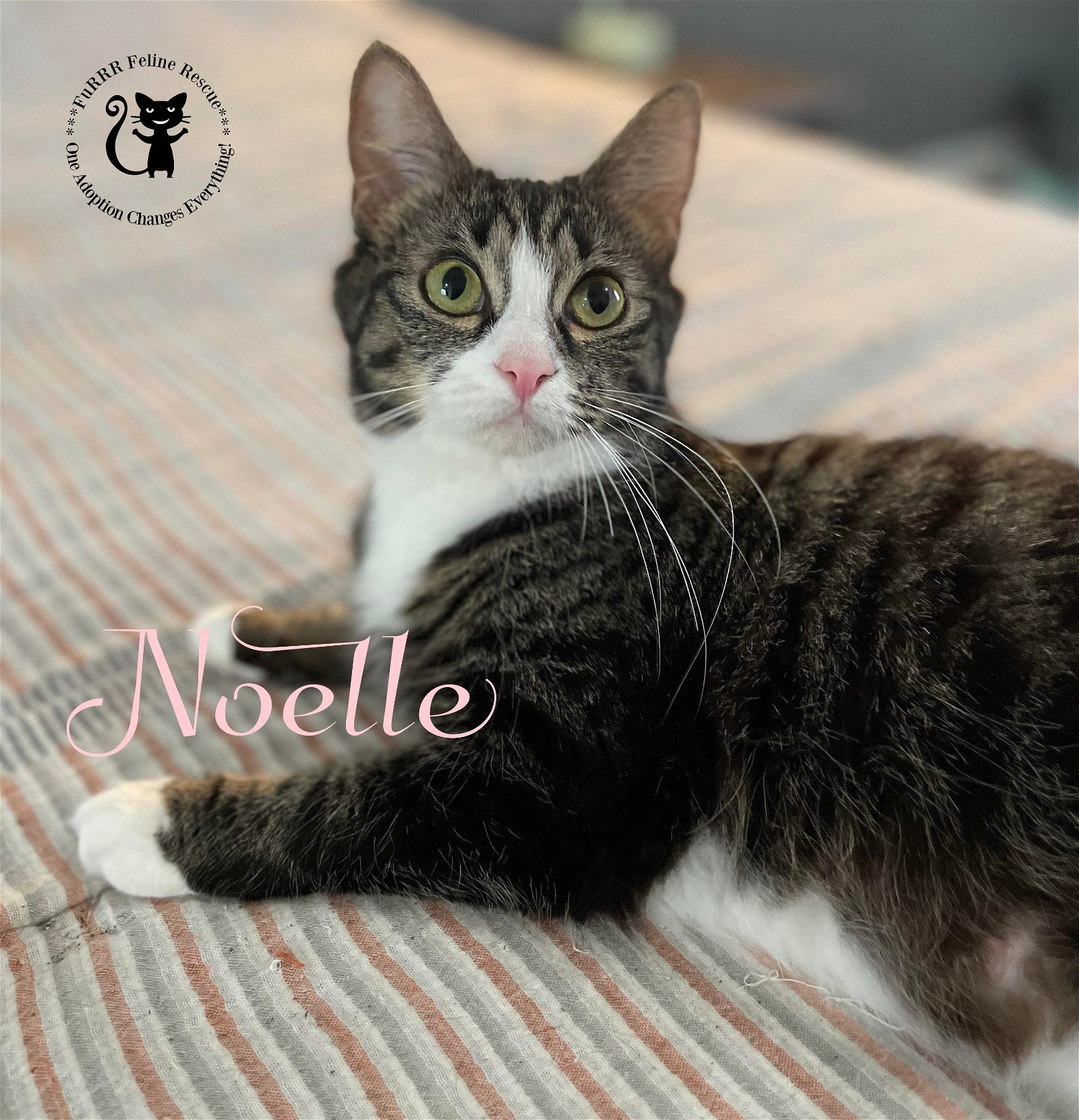 adoptable Cat in Rochester, NH named Noelle