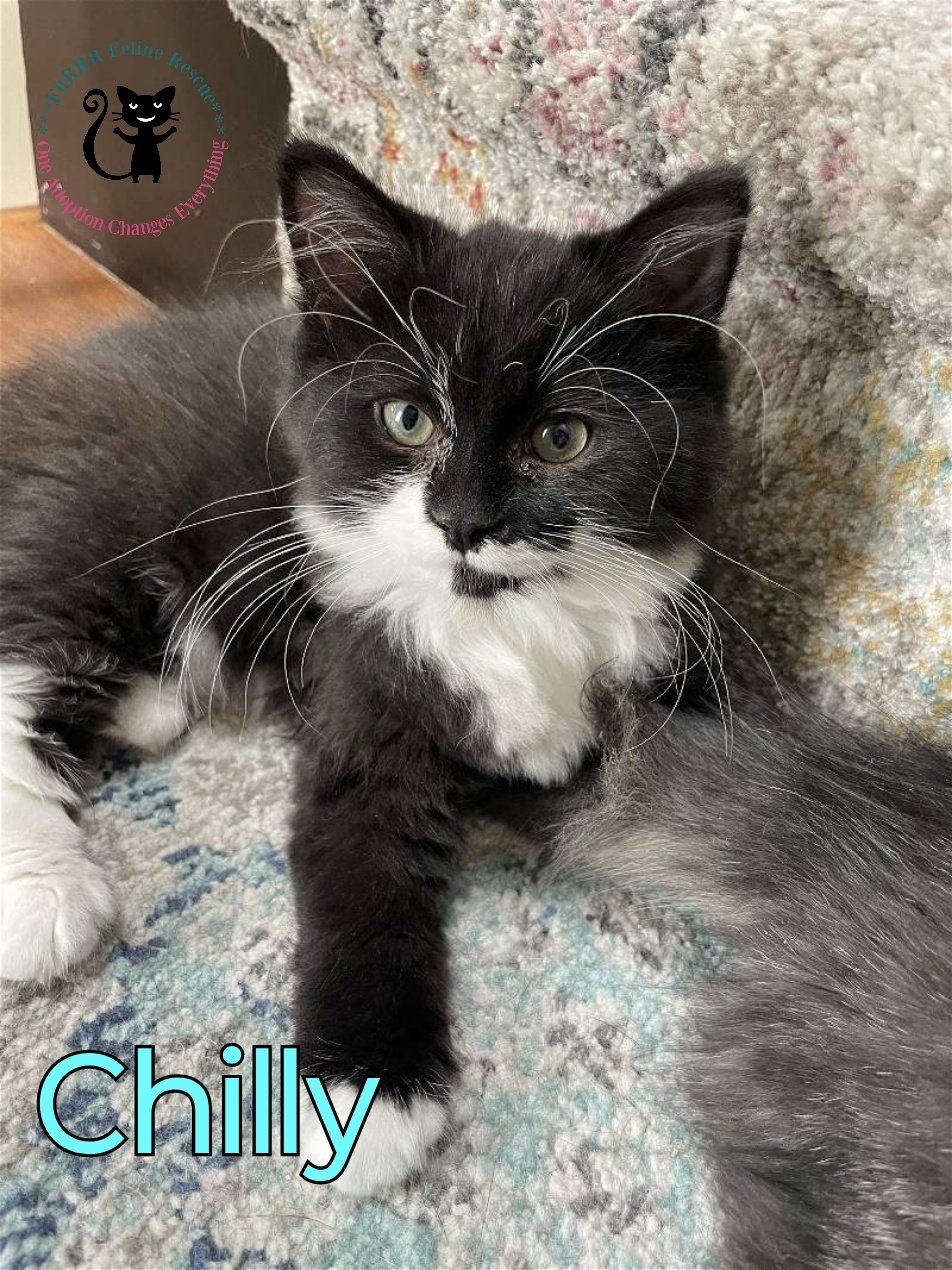 adoptable Cat in Rochester, NH named Chilly