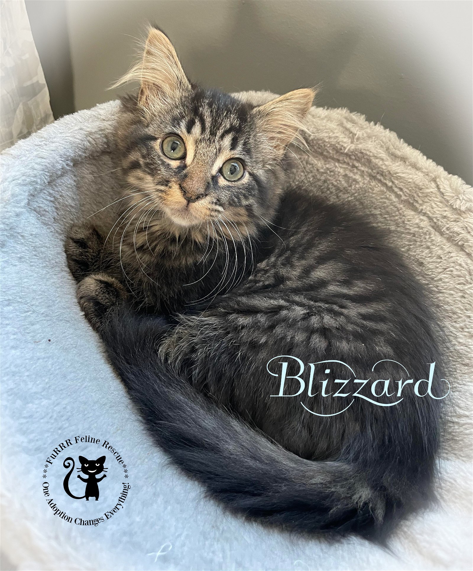 adoptable Cat in Rochester, NH named Blizzard